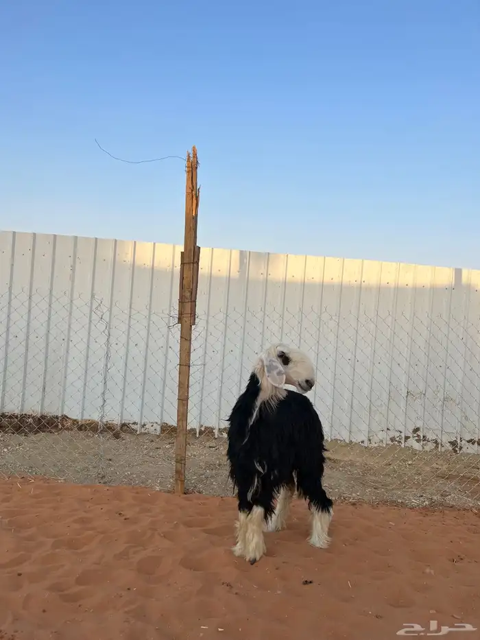 نجديه طيبه 0