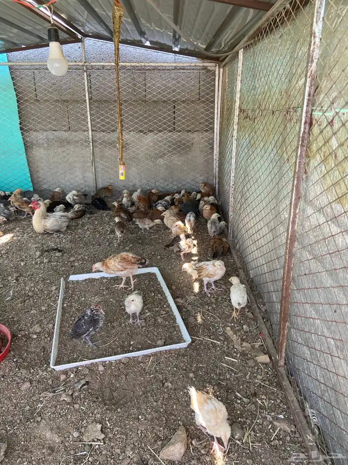 صيصان بلدي صحه ماشاءالله وعينك تشوف 0