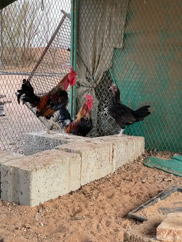ديكه 1