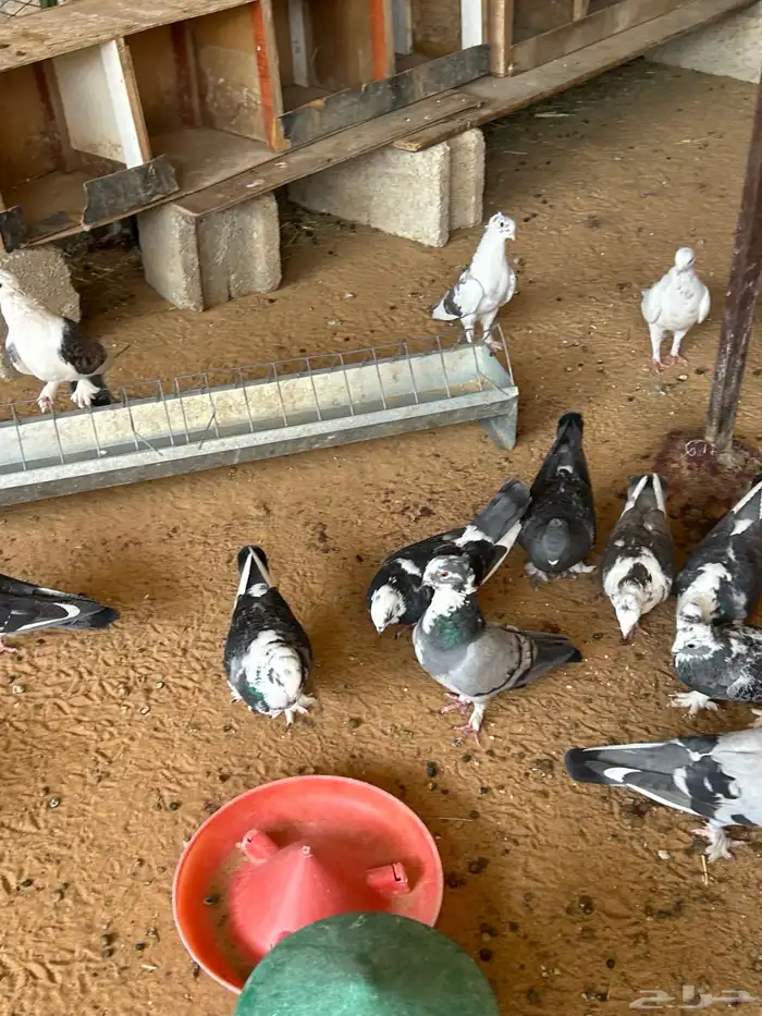 حمام و ارانب 4