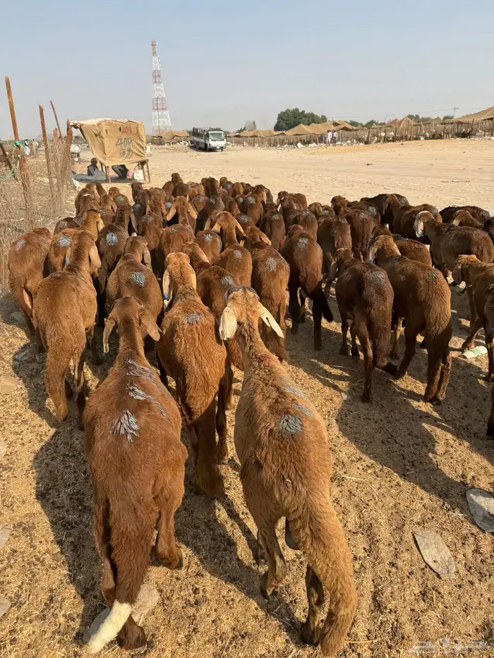 سواكن 1