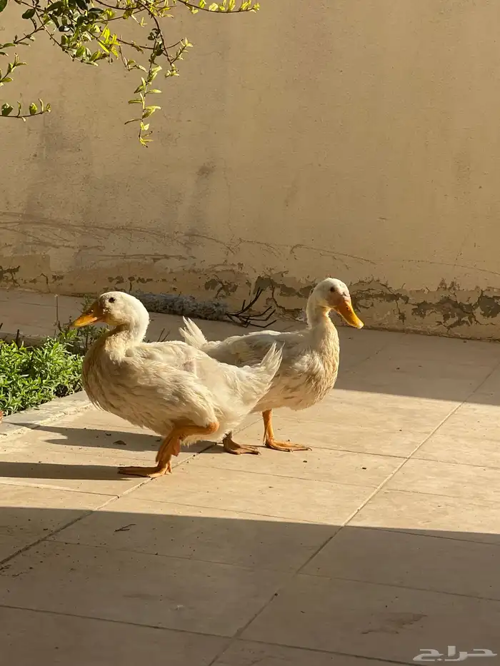 بط للبيع جميع ب 70 الصحه شرط 1