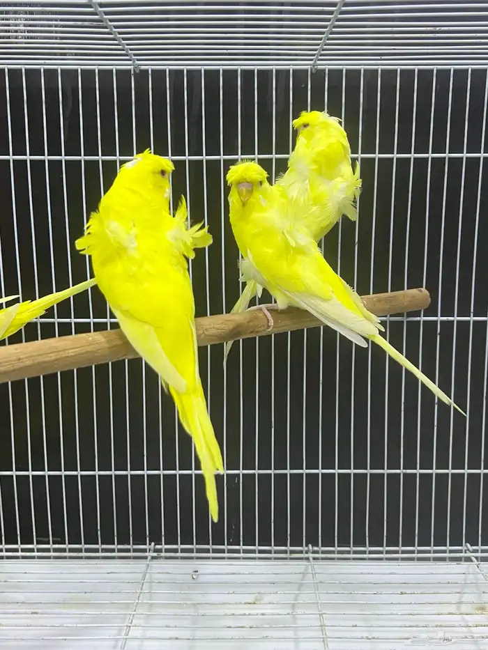 بادجي هوقو 6