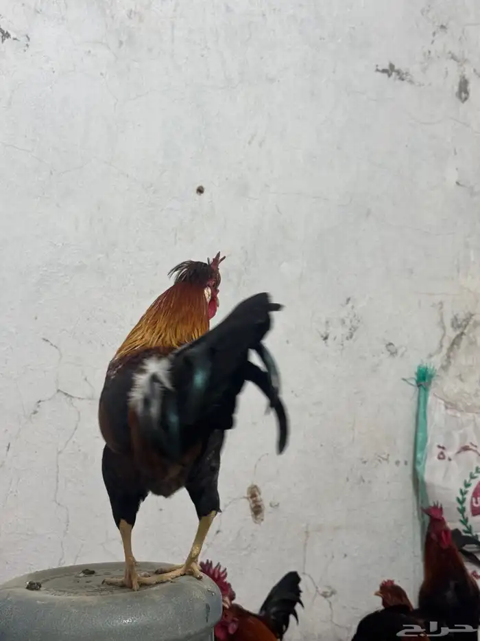 ديوك عربيه ترثه للبيع 2