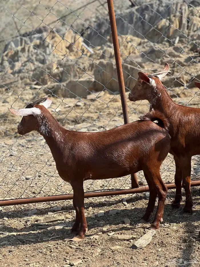 تأسيس مراح فاخر 4