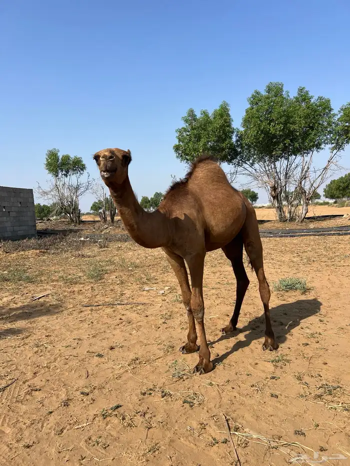 قعود ساحلي 8