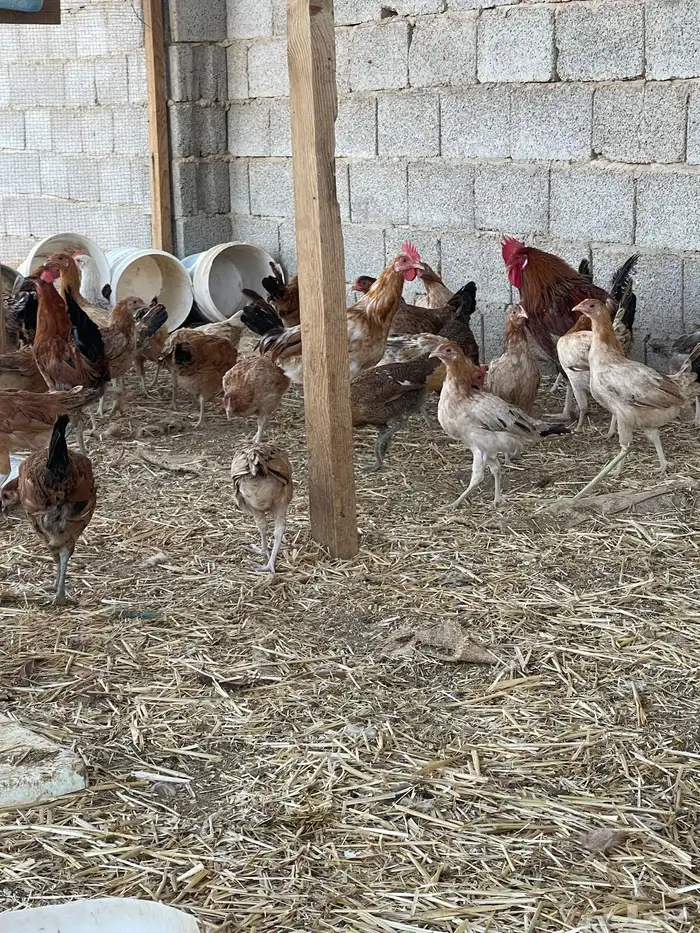 دجاج بلدي بياض وبشاير 4