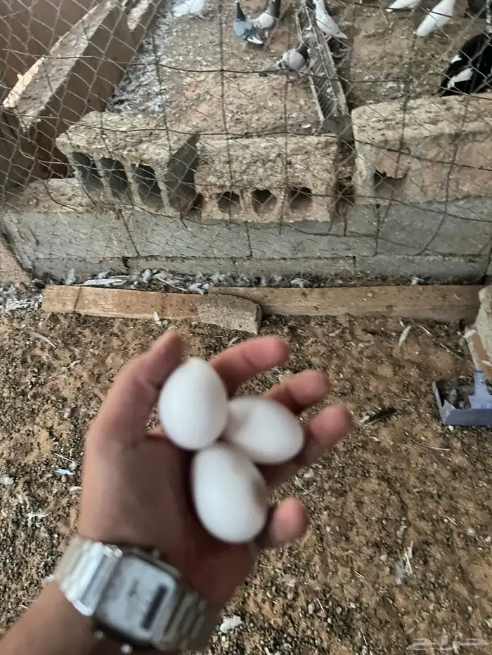 دجاج بياض 3