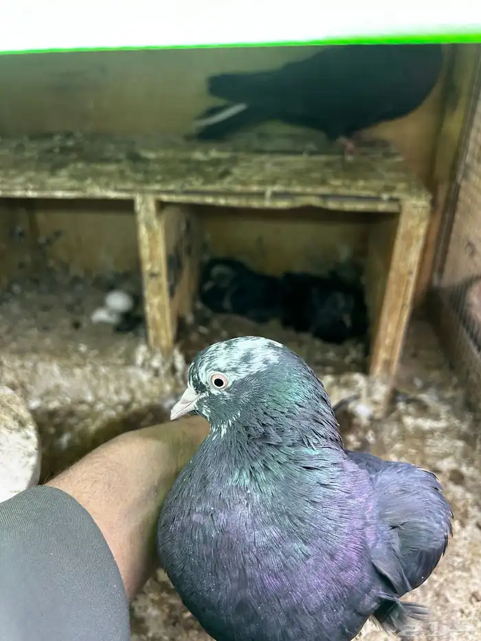 حمام قطايف 3