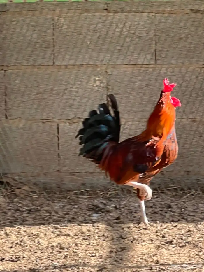 دجاج بلدي 6