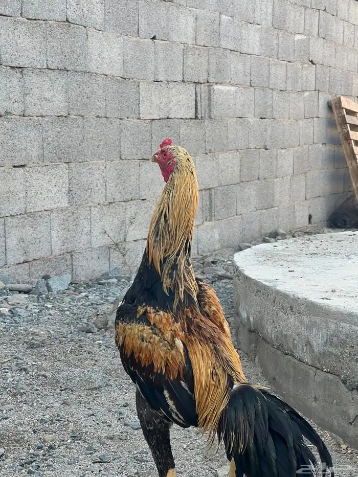 ديك سندي اصلي 2