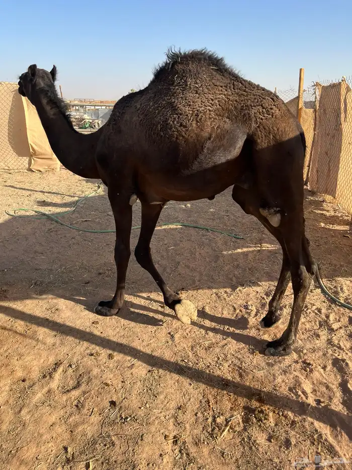 قعود قصب مجهم مفرود 0