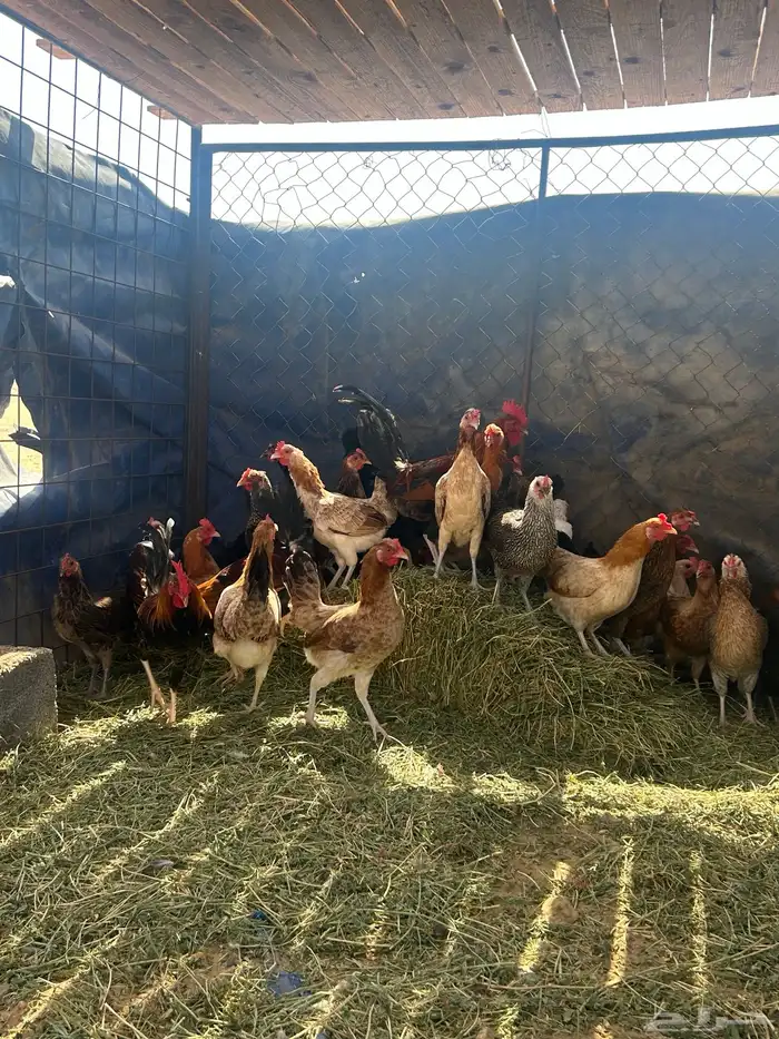 دجاج بلدي العدد حول 30 8