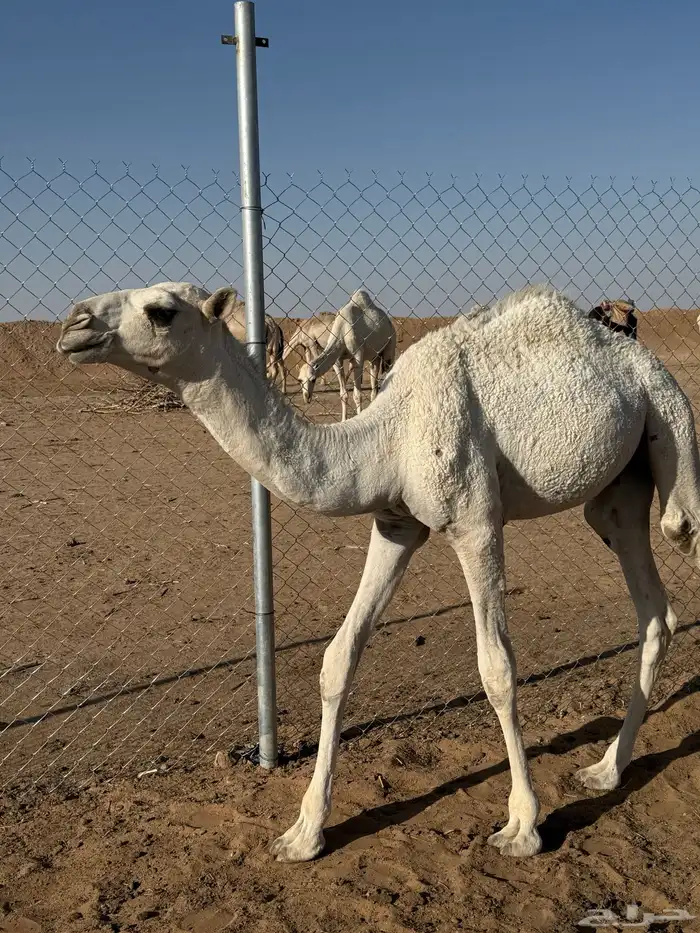 قعدان عمارها 6 شهور 2