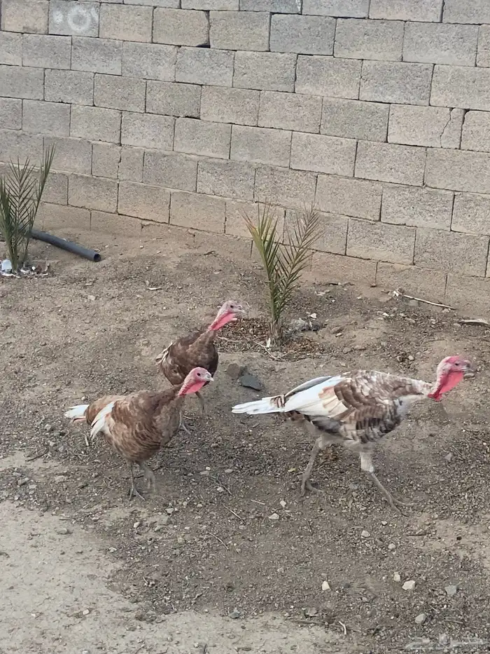دجاج رومي   طقم كريمي 6