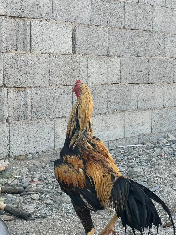 ديك سندي اصلي 3