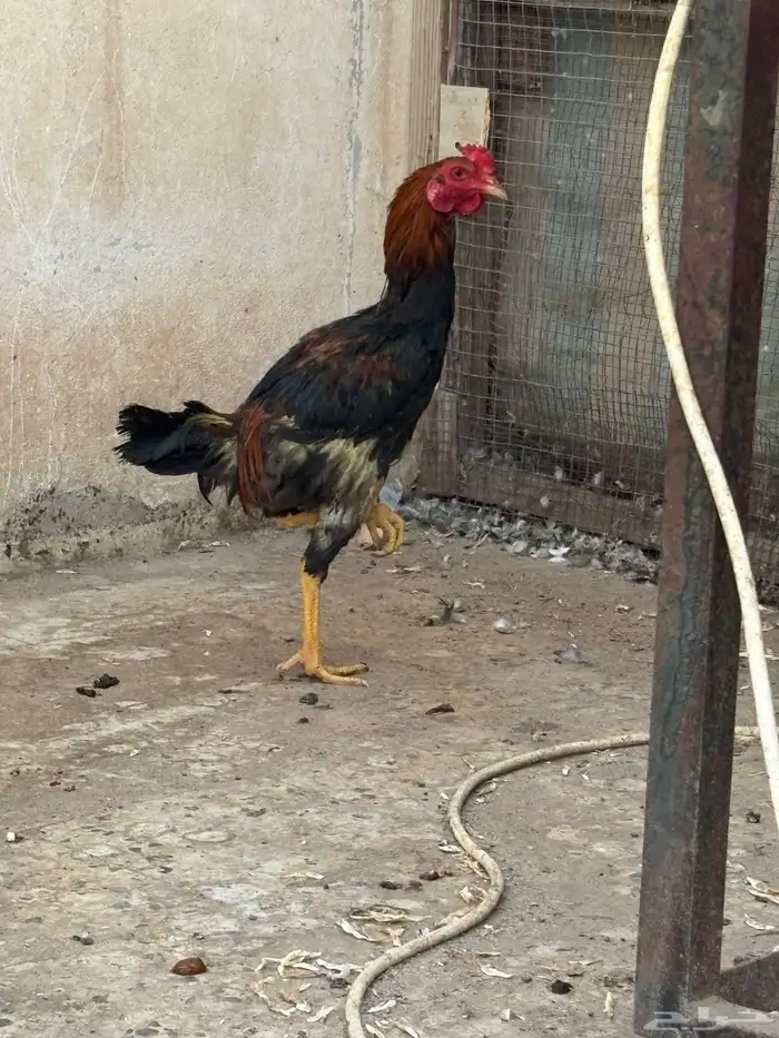للبيع ديك فارسي 3