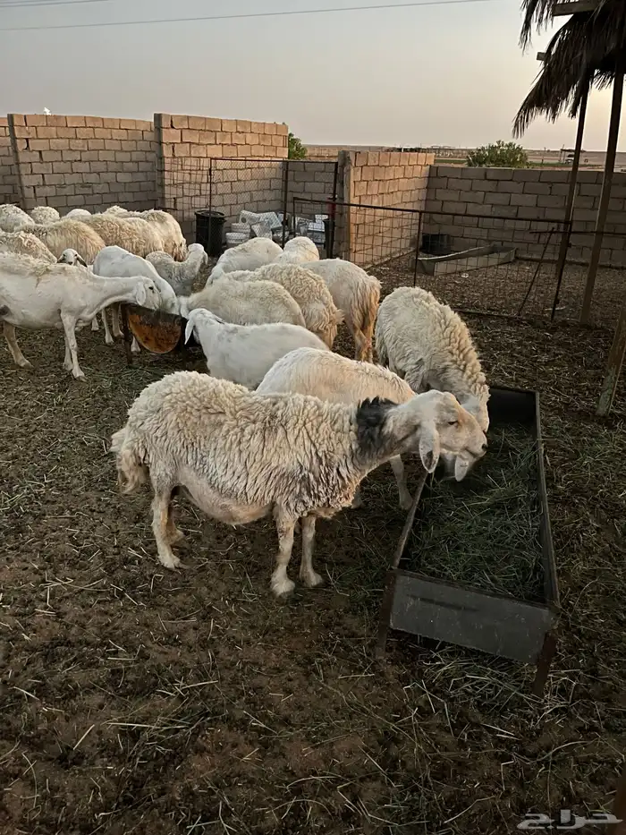 حريات وحده والد معها خروف له شهرين وحده دافع قريب ولادها 2