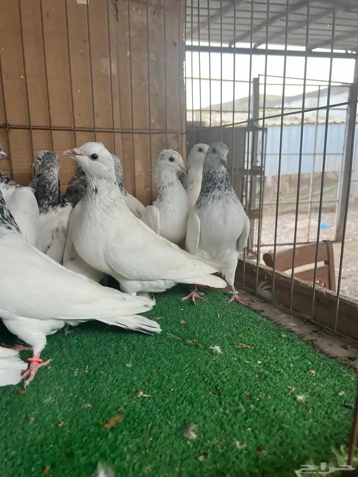 حمام باكستاني موتيا 3