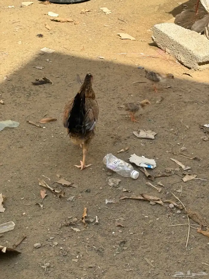 دجاج معاه صيصان 3