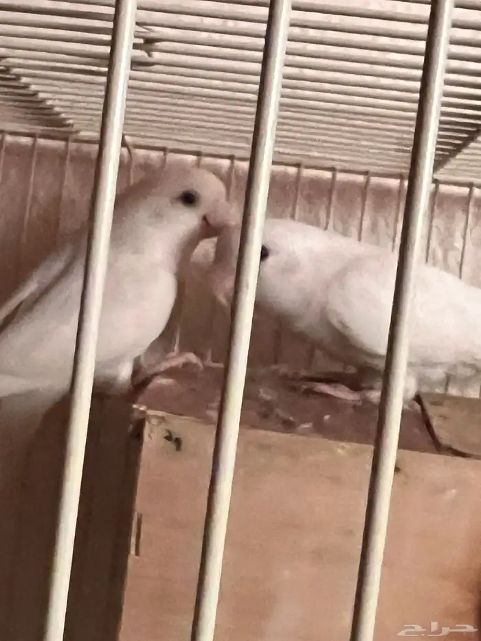 جوز روز 1