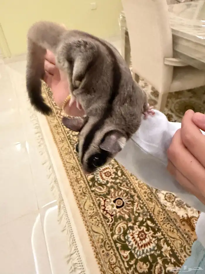 شوقر قلايدر سنجاب الطائر 3
