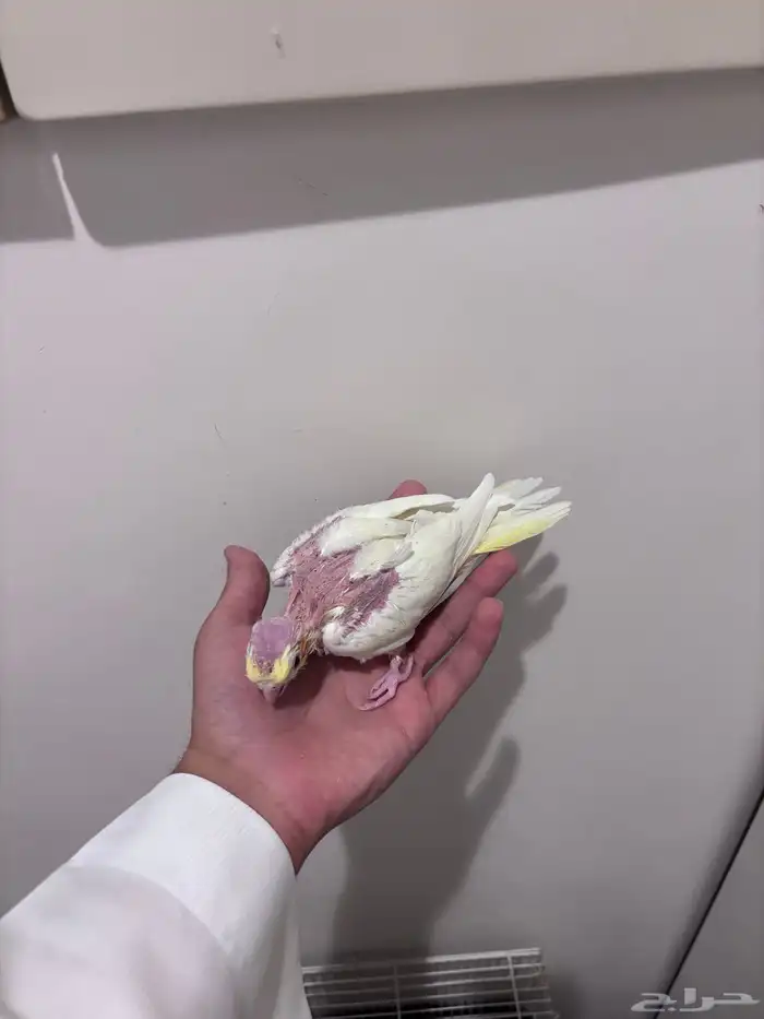 فروخ كروان لاتينو 1