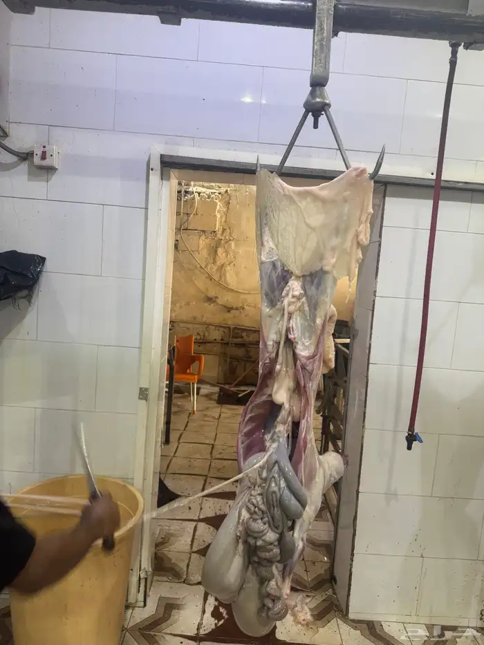 ذبائح طليان حريه وتيوس عوارض ثلاجه ومناسبات و توزيع صدقات 3