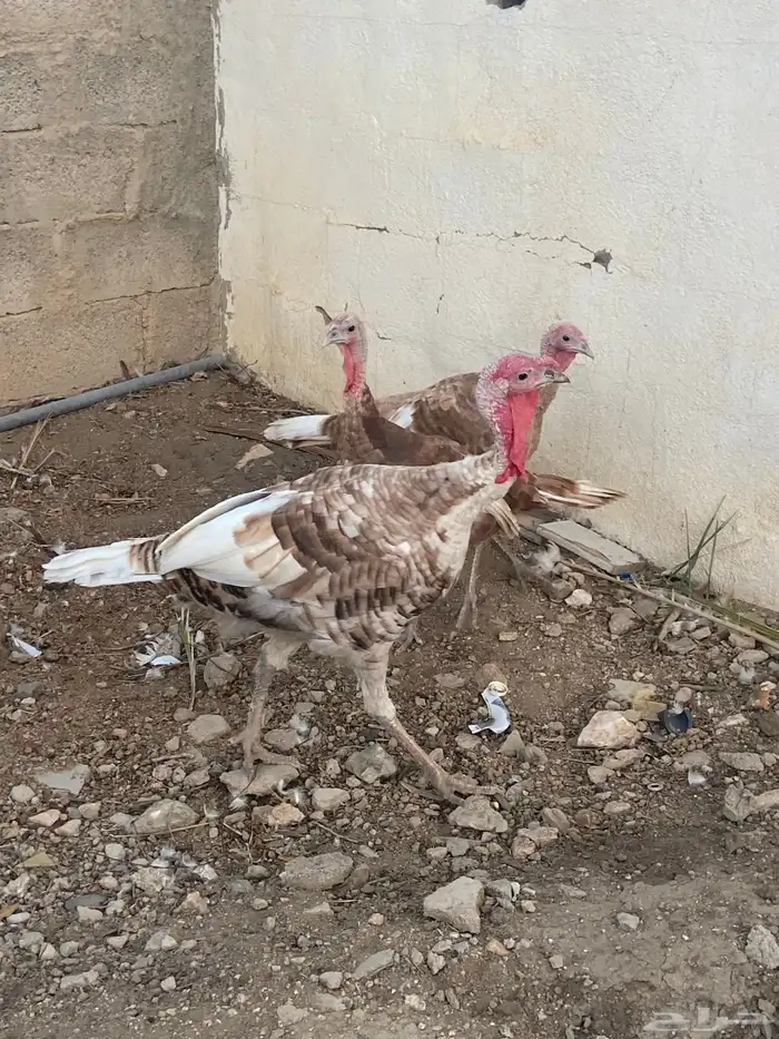 دجاج رومي   طقم كريمي 5