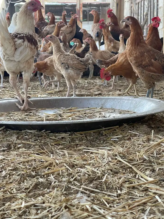 دجاج بلدي بياض وبشاير 6