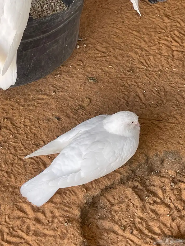 حمام لاحم فرنسي وزاجل 1
