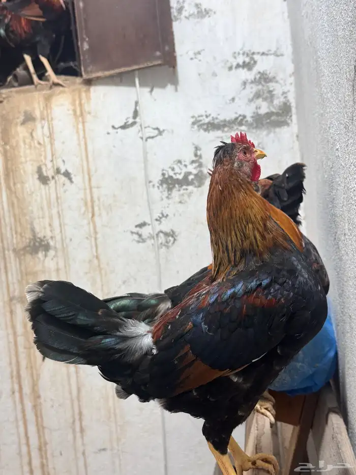 ديوك عربيه ترثه للبيع 15