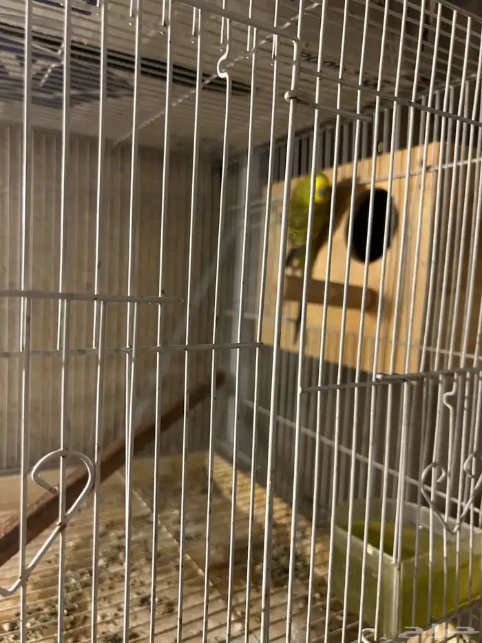 للبيع جوز بادجي 3