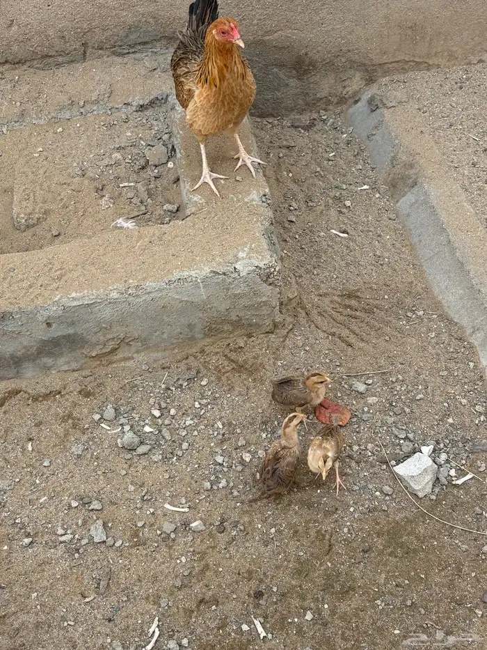 دجاج معاه صيصان 1