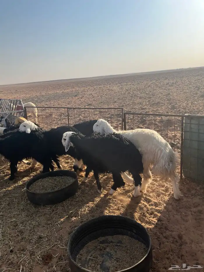 بهم نجد 3