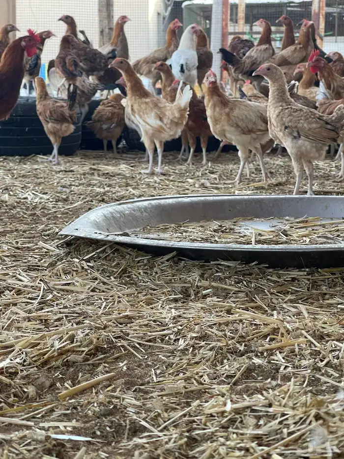 دجاج بلدي بياض وبشاير 10