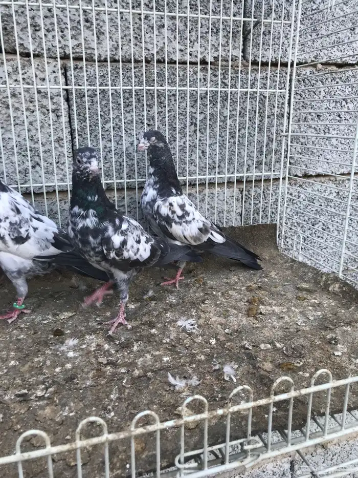 طبه تيدي 4