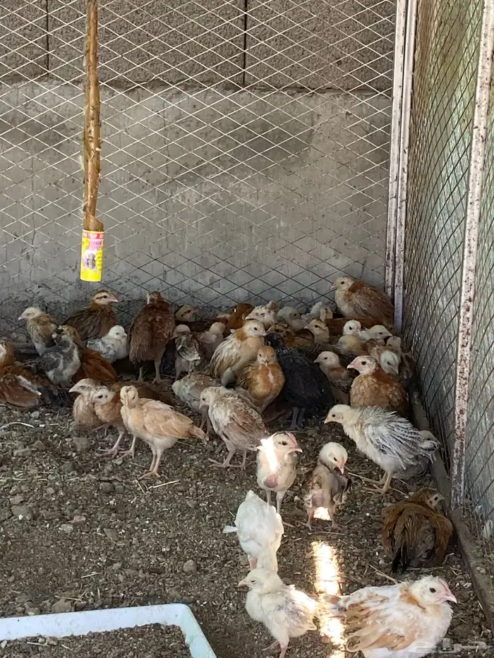 صيصان بلدي صحه ماشاءالله وعينك تشوف 1