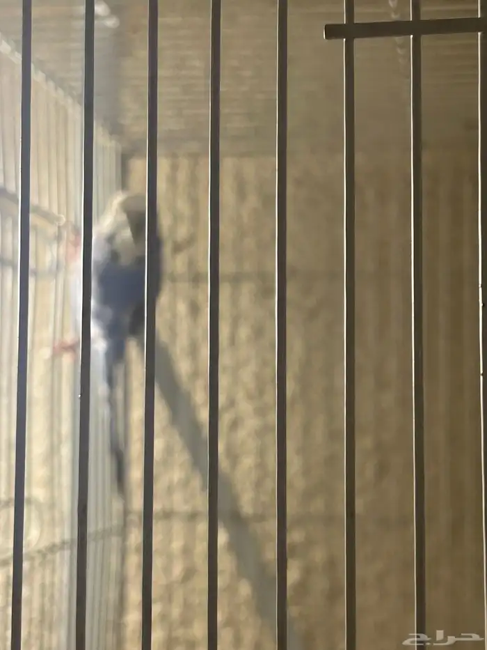 للبيع جوز بادجي 2