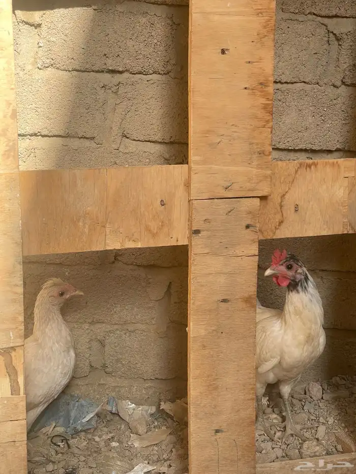 دجاج عربي قزم 0