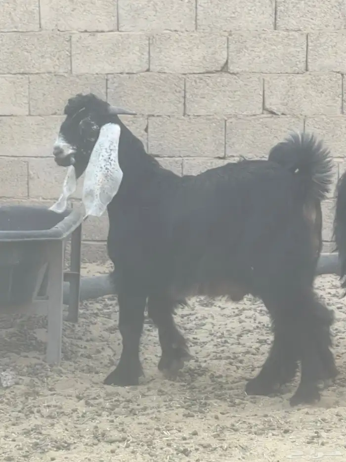 فحل عارضي مع جفر من انتاجه 5