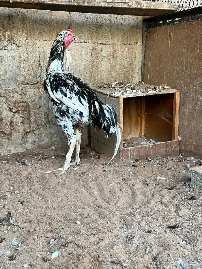 دجاج باكستاني 8