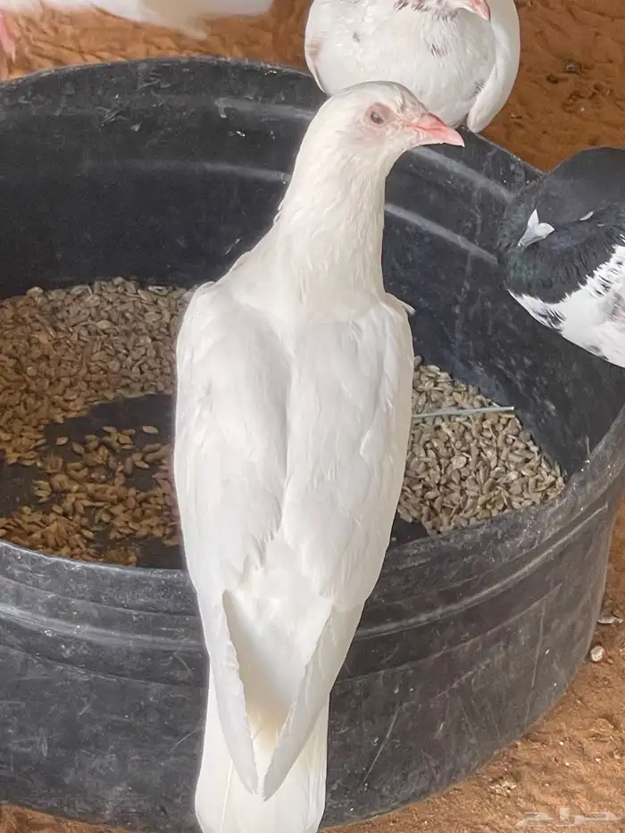 حمام لاحم فرنسي وزاجل 2