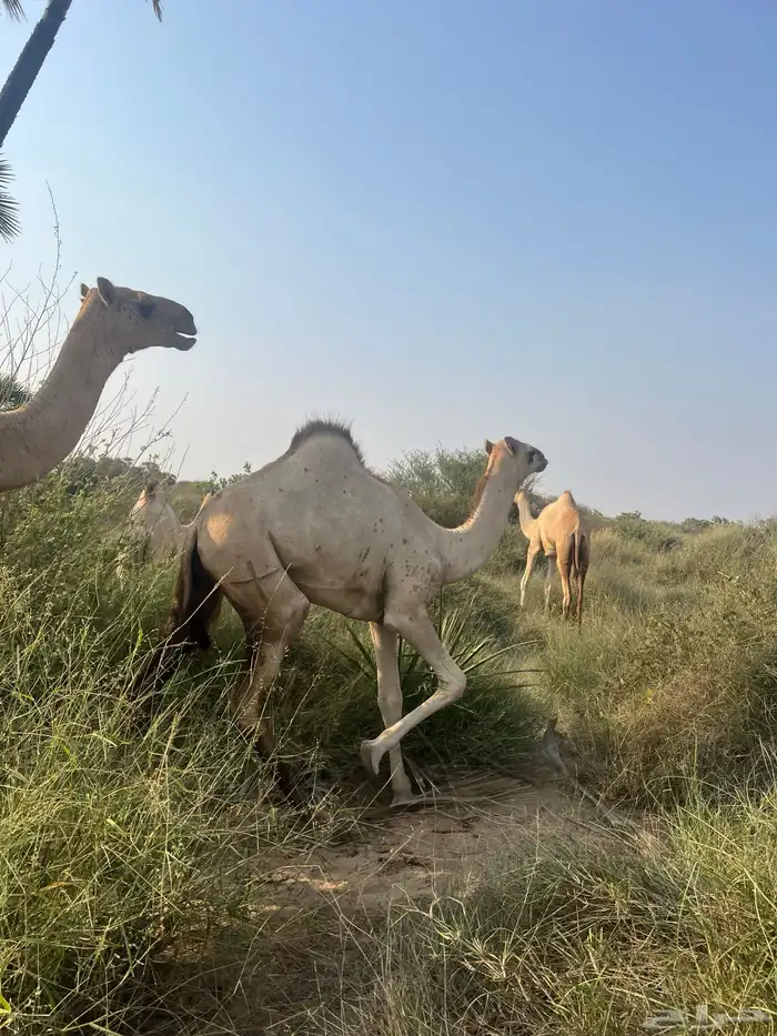 ارك ام رابع تحتها بكره عمرها 9 شهور 3