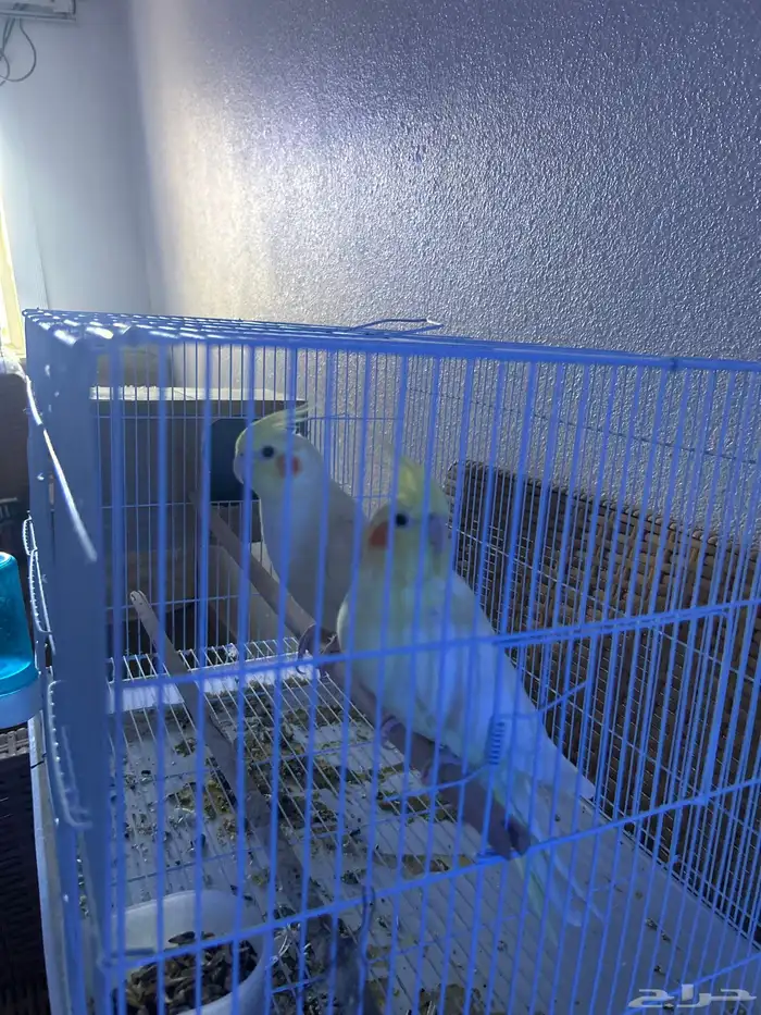 زوج كروان لاتينو منتج اليف قد انتج من قبل 3