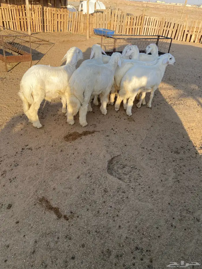 البيع طليان حريات العدد 8كله طليان 6