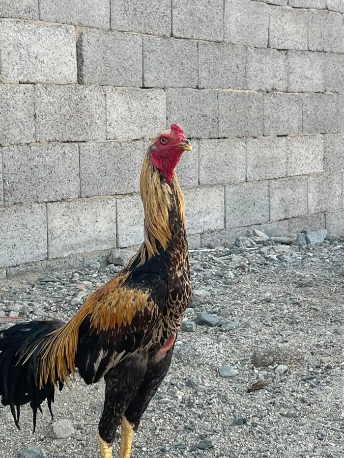 ديك سندي اصلي 4
