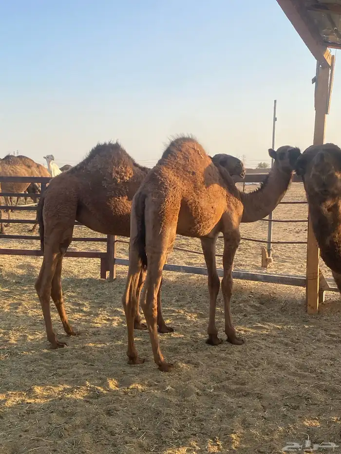 للبيع حشو بكار العمر 7 شهور طايشه مفرق رماح 0