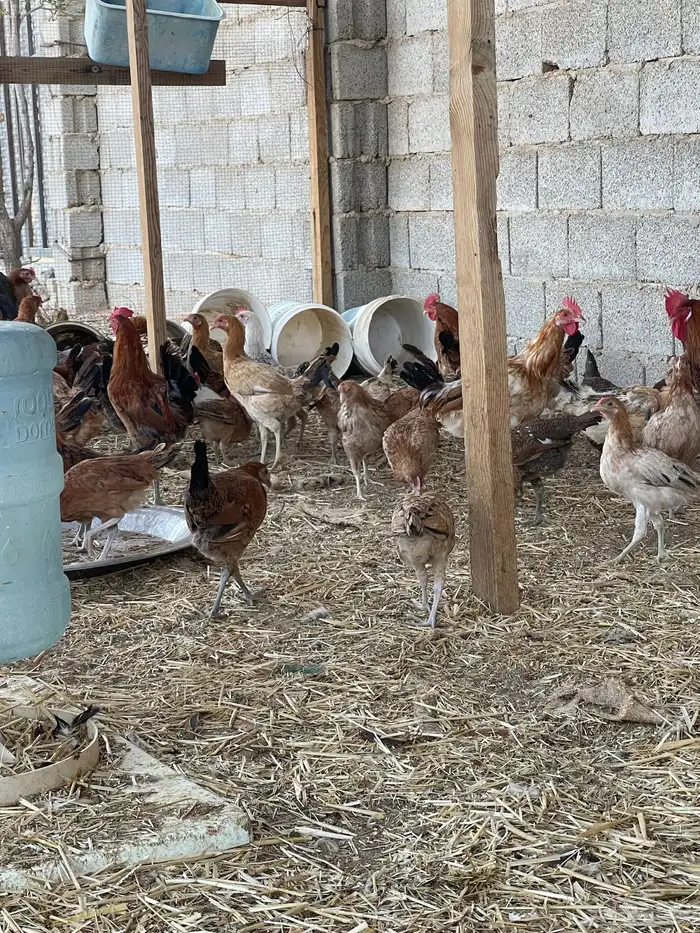 دجاج بلدي بياض وبشاير 5