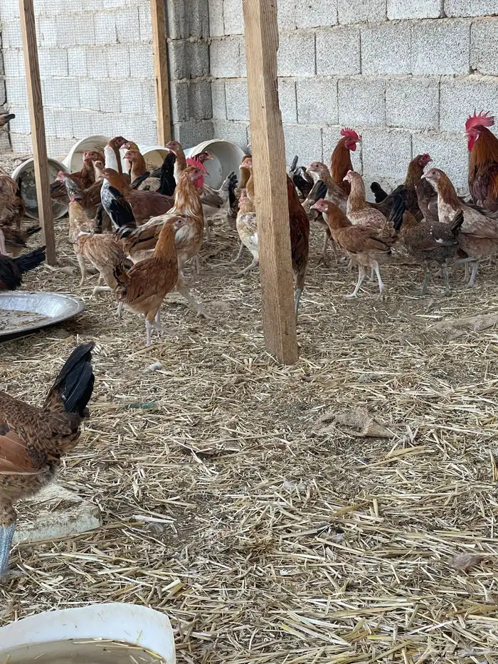 دجاج بلدي بياض وبشاير 2